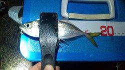 南港方面でアジング　1投1ヒットで1時間で20匹！