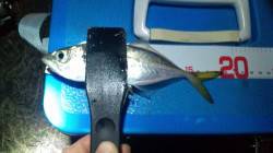 南港方面でアジング　1投1ヒットで1時間で…