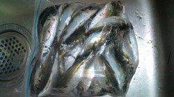 南港方面でアジング　1投1ヒットで1時間で20匹！