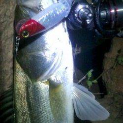 円山川でシーバッシング、よく引きました＾＾