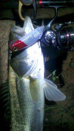 円山川でシーバッシング、よく引きました＾＾