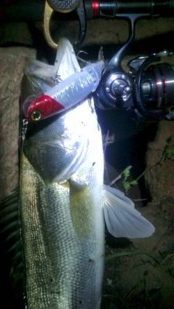 円山川でシーバッシング、よく引きました＾＾…