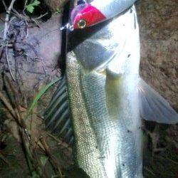 円山川でシーバッシング、よく引きました＾＾