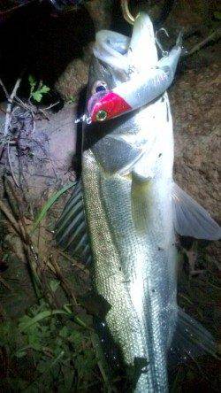 円山川でシーバッシング、よく引きました＾＾