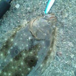 香住西港の堤防で30cmのヒラメＧＥＴ！