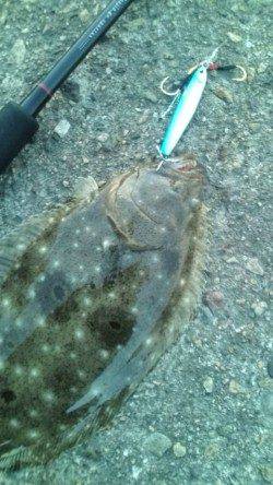 香住西港の堤防で30cmのヒラメＧＥＴ！