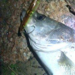 円山川でシーバス狙い