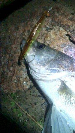 円山川でシーバス狙い