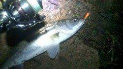 円山川でシーバス狙い