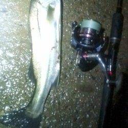 円山川リバーシーバス　橋脚明暗部を狙ってヒット