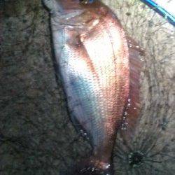 香住でフカセ釣り、いきなり良型真鯛がヒット！