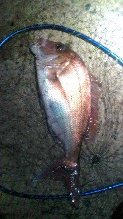 香住でフカセ釣り、いきなり良型真鯛がヒット！