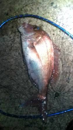 香住でフカセ釣り、いきなり良型真鯛がヒット…