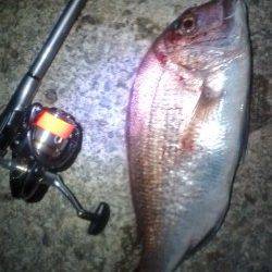 香住でフカセ釣り、いきなり良型真鯛がヒット！