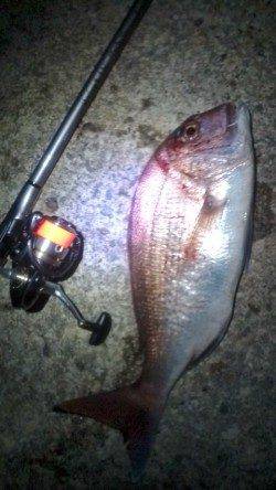 香住でフカセ釣り、いきなり良型真鯛がヒット！