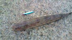 香住でライトジギング、ゴンッ！ときたのは…