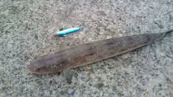 香住でライトジギング、ゴンッ！ときたのは.…