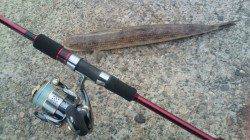 香住でライトジギング、ゴンッ！ときたのは…