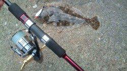 香住西港　ルアーでヒラメゲット！　小さいながらも嬉しい釣果