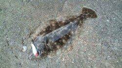 香住西港　ルアーでヒラメゲット！　小さいながらも嬉しい釣果