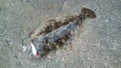 香住西港　ルアーでヒラメゲット！　小さいな…