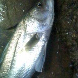 円山川シーバス、ナイスファイトの70cmをキャッチ＾＾ｖ