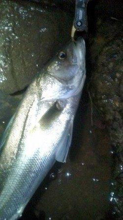 円山川シーバス、ナイスファイトの70cmをキャッチ＾＾ｖ