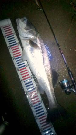 ありがとう円山川！ 91㎝のスーパーランカ…