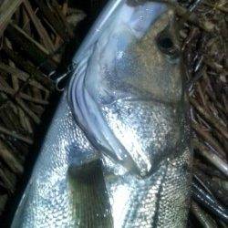 ありがとう円山川! 91㎝のスーパーランカーシーバス