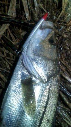 ありがとう円山川! 91㎝のスーパーランカーシーバス