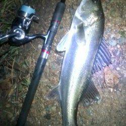 円山川のシーバスゲーム、楽しんできました♪