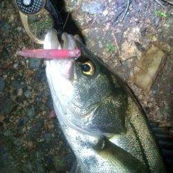 円山川のシーバスゲーム、楽しんできました♪