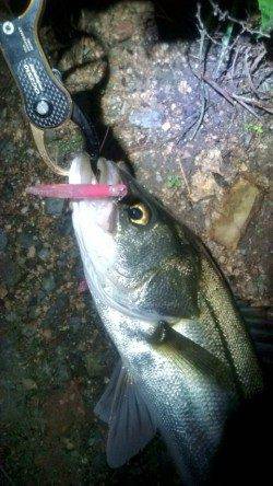 円山川のシーバスゲーム、楽しんできました♪