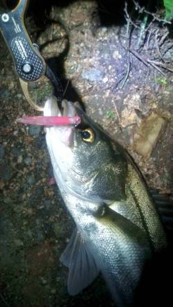 円山川のシーバスゲーム、楽しんできました♪…