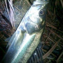 常夜灯の明暗部をスローに攻め狙い通りヒット！