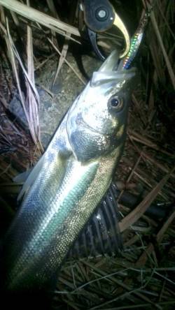 常夜灯の明暗部をスローに攻め狙い通りヒット…