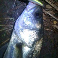 常夜灯の明暗部をスローに攻め狙い通りヒット！