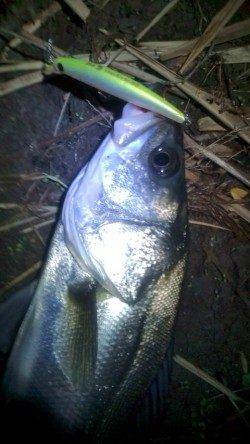 常夜灯の明暗部をスローに攻め狙い通りヒット！