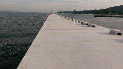 明神でエギング　アオリイカ480グラム