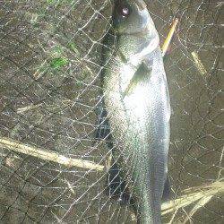 橋脚の下流側からドリフトで攻めて2本ゲット！　日高川シーバス