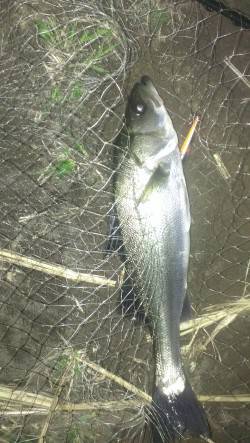 橋脚の下流側からドリフトで攻めて2本ゲット…