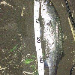 橋脚の下流側からドリフトで攻めて2本ゲット！　日高川シーバス