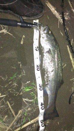 橋脚の下流側からドリフトで攻めて2本ゲット！　日高川シーバス