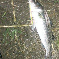 暗から明にドリフトで流してシーバス2本ゲット