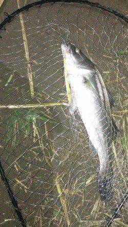 暗から明にドリフトで流してシーバス2本ゲット