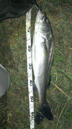 暗から明にドリフトで流してシーバス2本ゲット