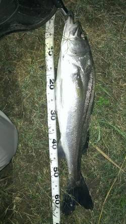 暗から明にドリフトで流してシーバス2本ゲッ…