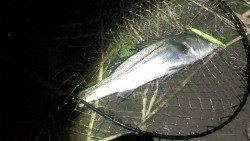 濱ノ瀬漁港　潮止まりからのシーバス狙いはドリフトでヒット