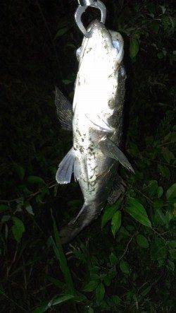 濱ノ瀬漁港　潮止まりからのシーバス狙いはドリフトでヒット