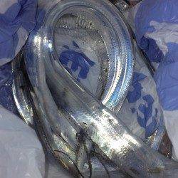 早朝の岸和田でワインド、一時間で3本